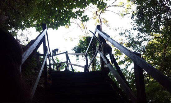 Monkey Trail