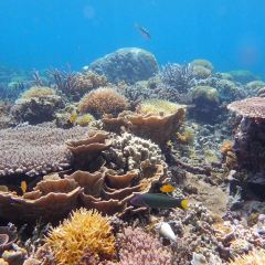 ITHAA UNDERSEA RESTAURANT ảnh của người dùng