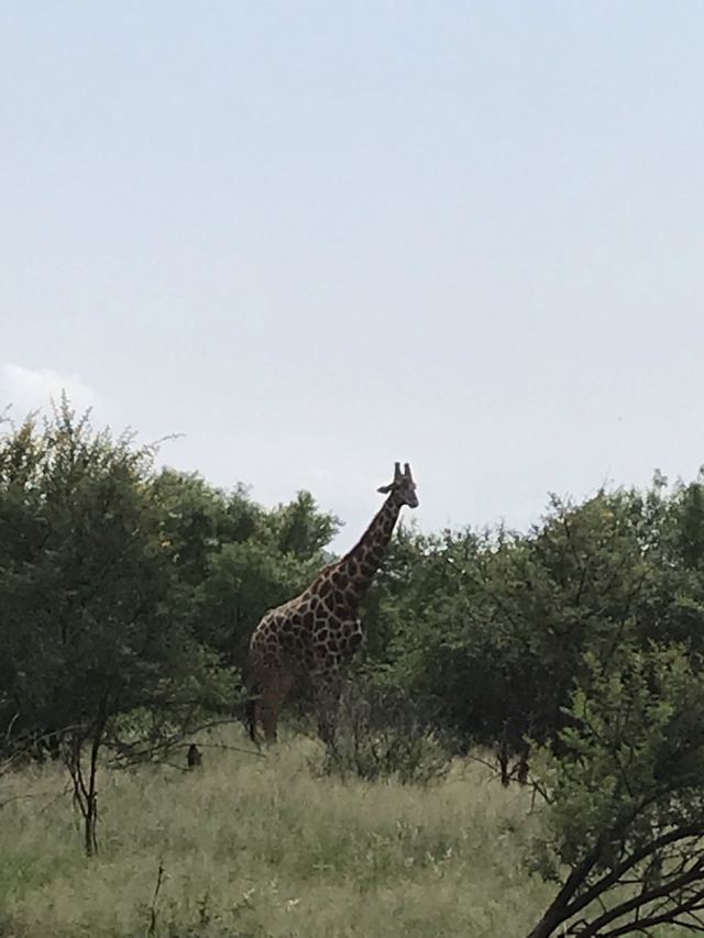 Johannesburg Zoo