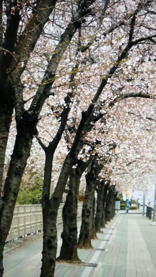 벚꽃 거리