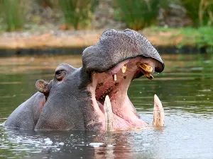 Australian Wildlife Viewing