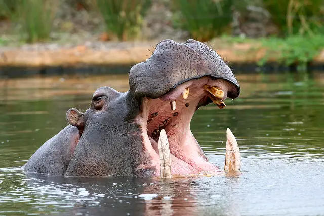 Australian Wildlife Viewing