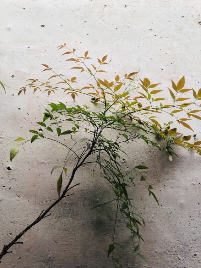 장팅