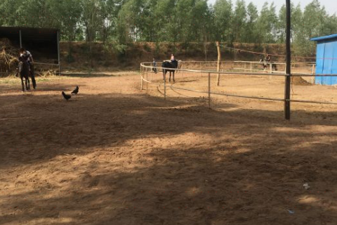 Taoyuan Horse Farm, Qingxu County, Taiyuan City, Shanxi Province