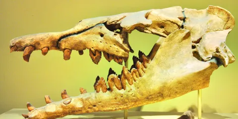 Brazos Valley Museum of Natural History