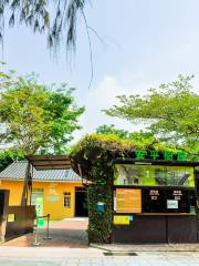 Casa del Árbol de Anping