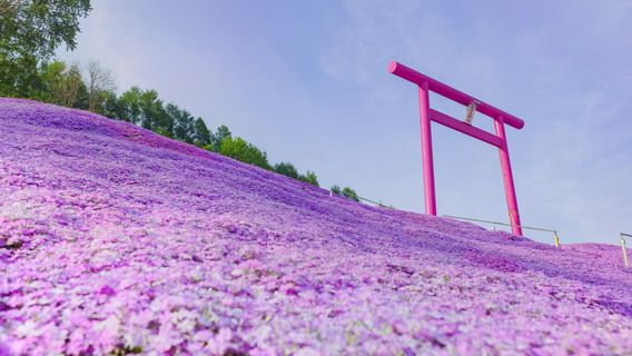 Higashimokoto Shibazakura Park