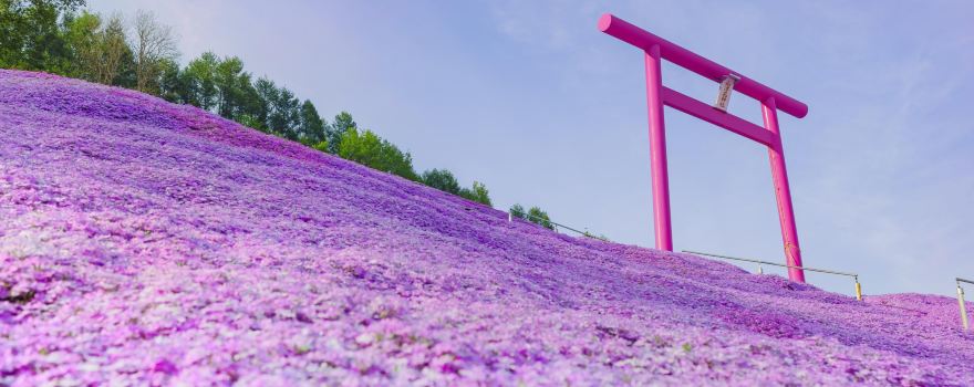 Higashimokoto Shibazakura Park