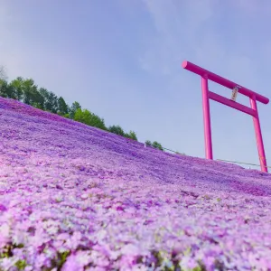 ひがしもこと芝桜公園