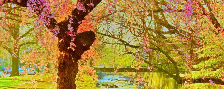 Branch Brook Park