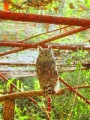 Lilongwe Wildlife Centre