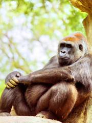 亞特蘭大動物園