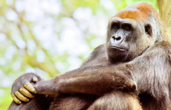 亞特蘭大動物園門票成人