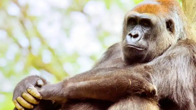 Hotels near Zoo Atlanta