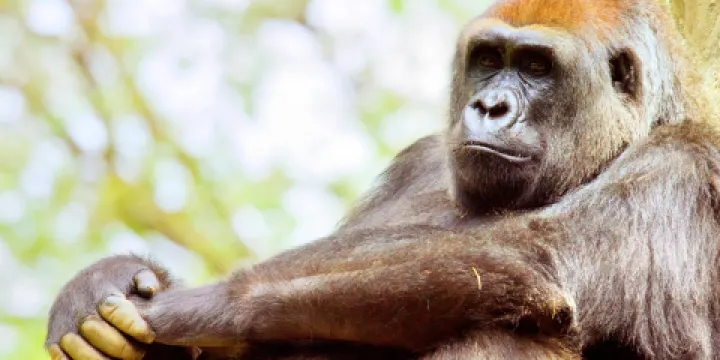 亞特蘭大動物園
