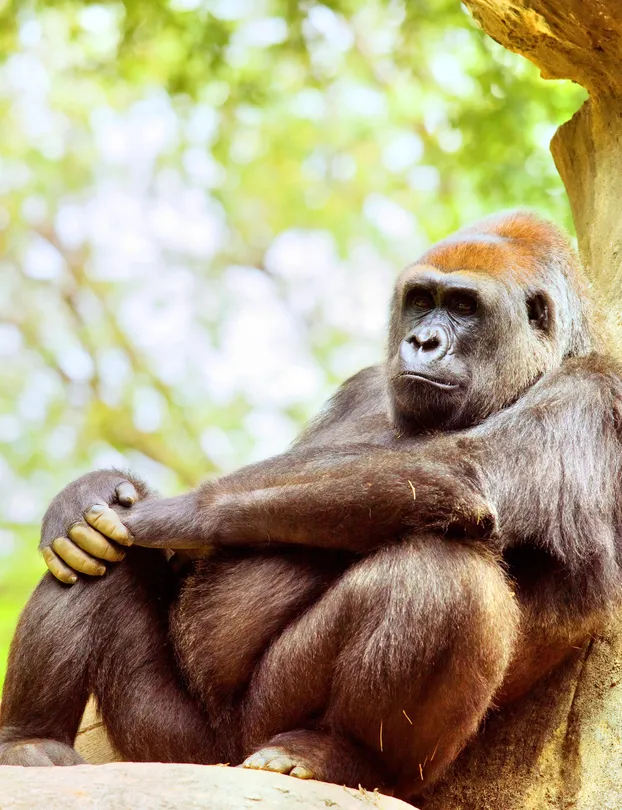 1_Zoo Atlanta