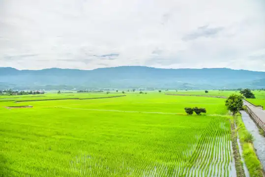 鄰近池上的酒店