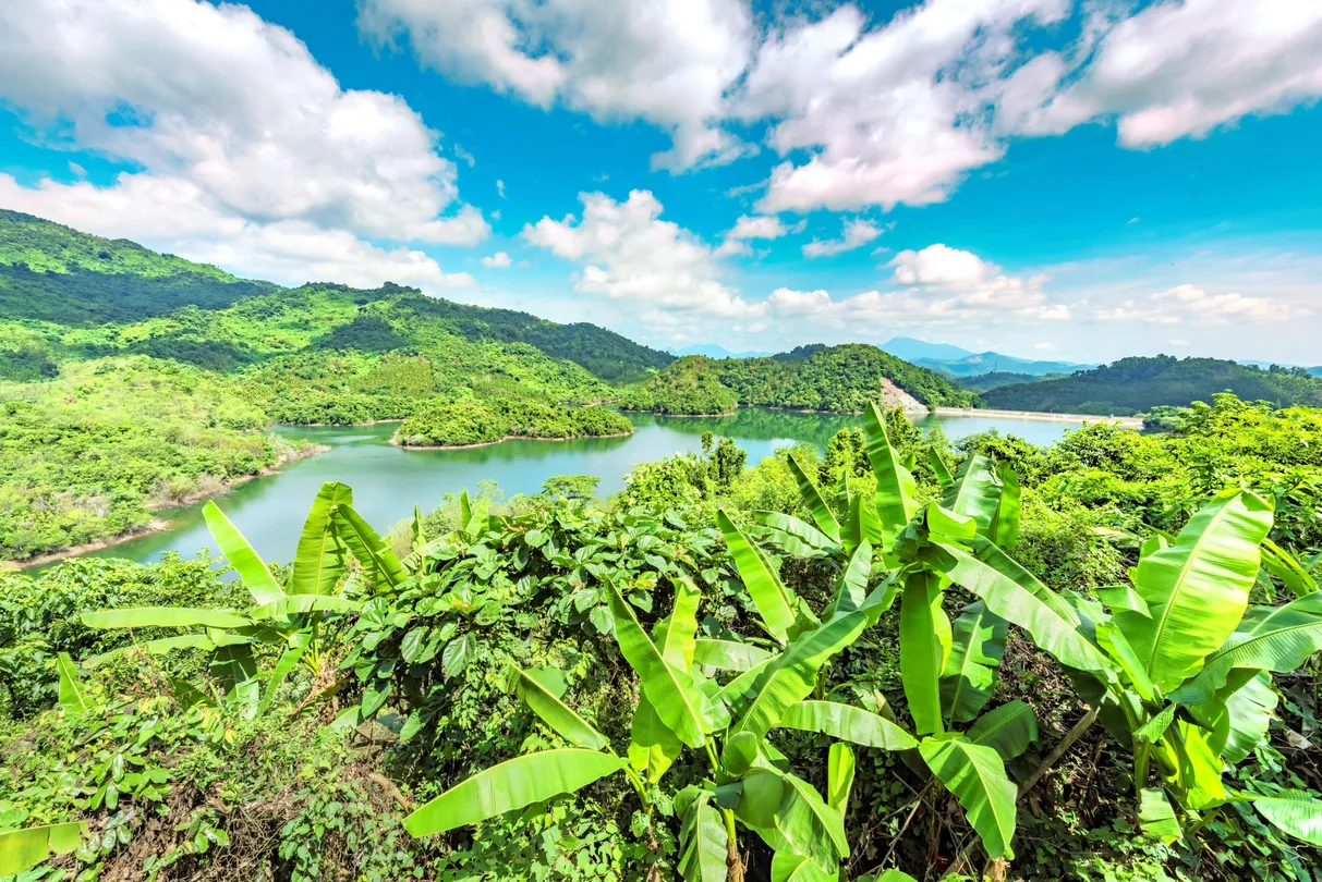 1_Hai Nan Bai Hua Ling