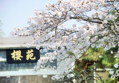 Xuanwu Lake