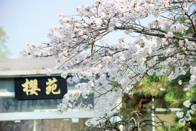 Cherry Blossom Viewing in Nanjing