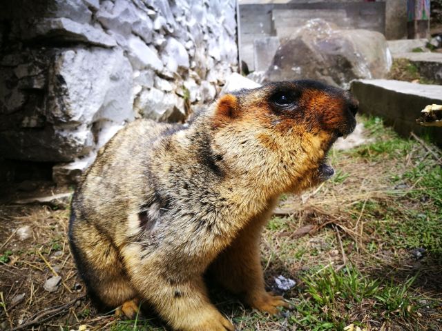 모스카