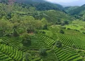 Tangxi Town Tea Plantation