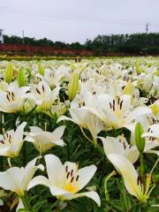 Lily Garden, Pohu Lake