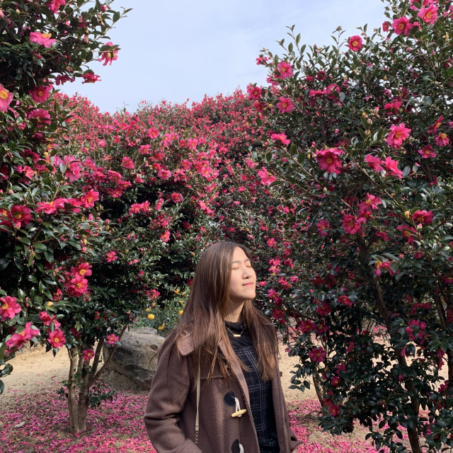 冬天去濟州必看的山茶花 | 仼食濟州柑，還有山茶花奶茶！