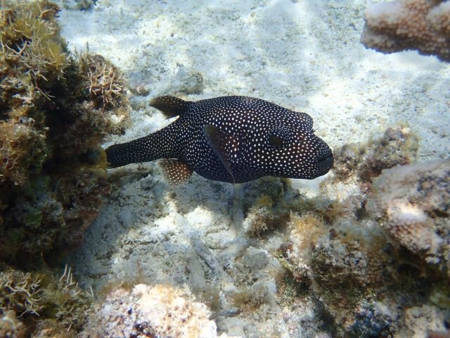 Paupau Beach Attractions Saipan Travel Review Travel Guide Trip Com