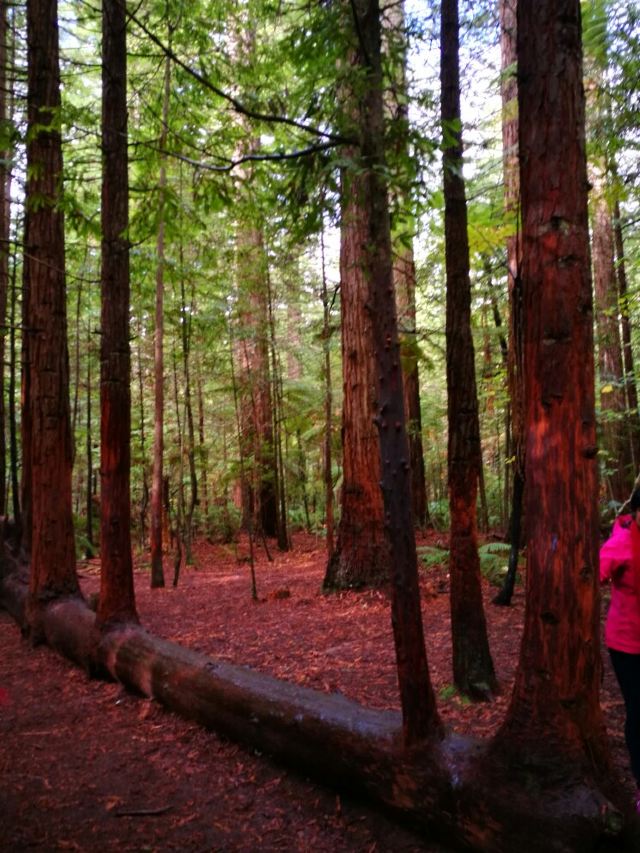 Redwoods, Whakarewarewa Forest