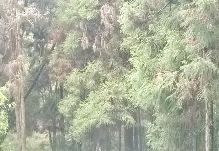 阿里山上最出名的景观就是位于神木站附近的高大桧木群，遮天蔽日