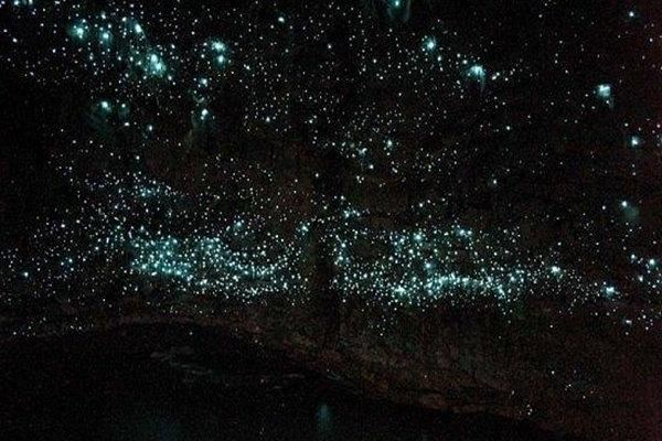 Glow Worm Tour