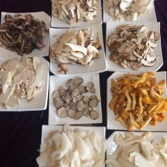 Snow mountain clouds wild mushrooms 여행 사진