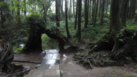 传说中，当年日本人为了开发阿里山地区珍贵的木材资源，大量砍伐