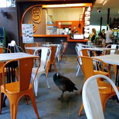 Ah Meng Restaurant User Photo