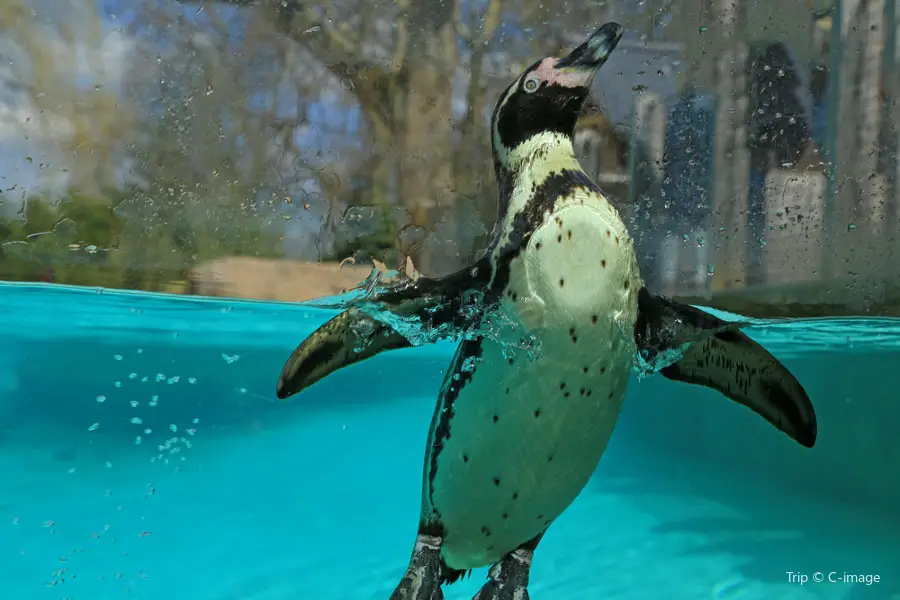 倫敦動物園