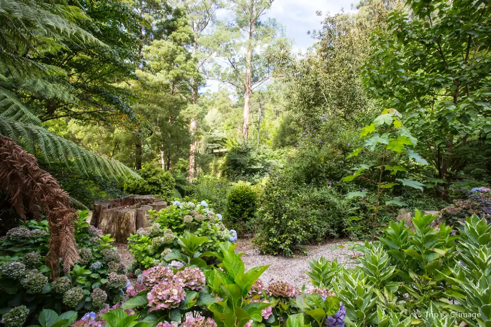 4_Dandenong Ranges National Park