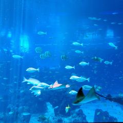 Ocean Restaurant User Photo