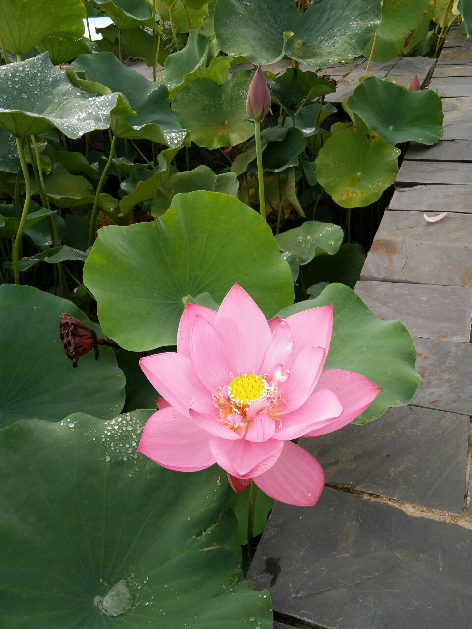 荷花博覽園旅遊攻略指南 荷花博覽園評價 荷花博覽園附近推薦 Trip Com