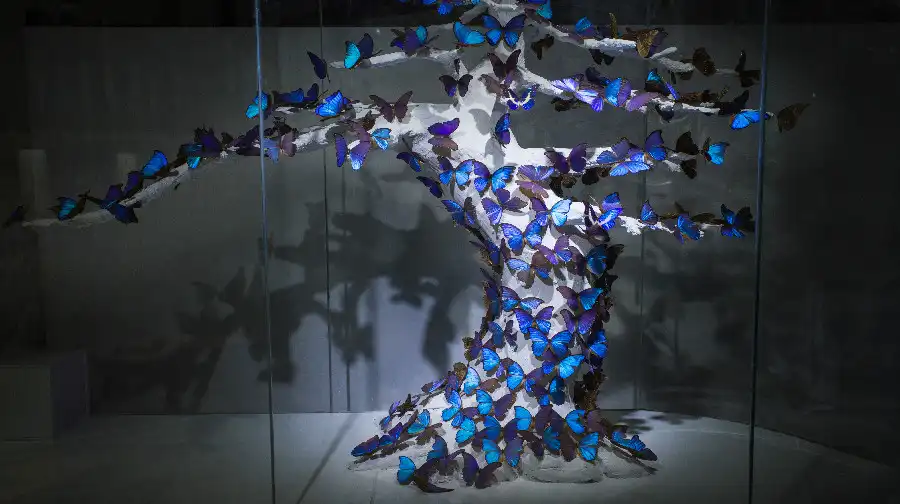 Hotels near Jinfo Mountain World Insect Museum