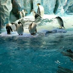 Emperor Penguin All Day Dining User Photo