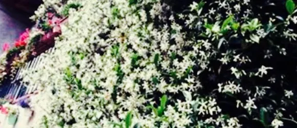 Ristorante Da Nando di Dalo' Eleonora e C.