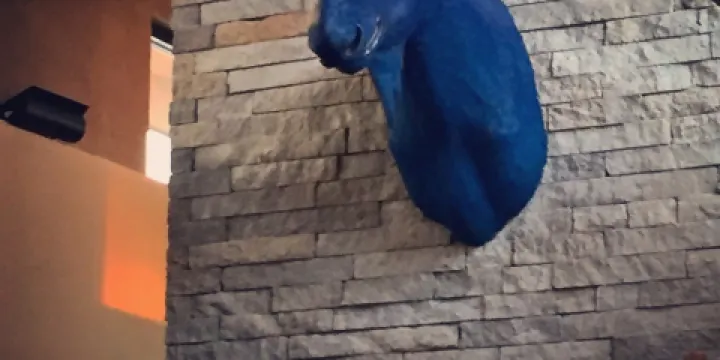 Blue Moose Bar & Grill