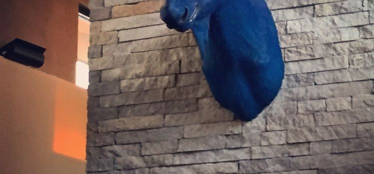 Blue Moose