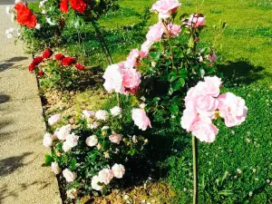 Le Coquelicot