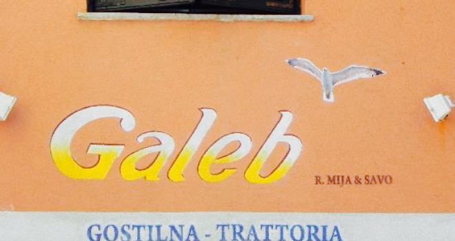 Galeb
