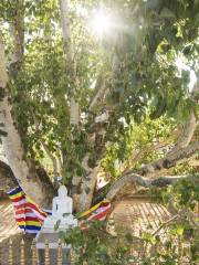 Jaya Sri Maha Bodhi