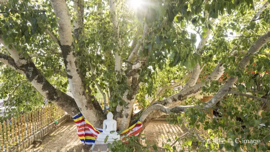 Jaya Sri Maha Bodhi