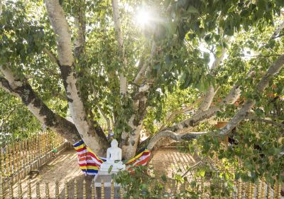 Sri Maha Bodhi