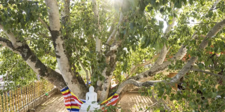 闍耶室利摩訶菩提樹
